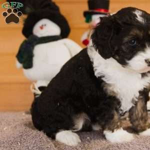 Posey, Mini Bernedoodle Puppy